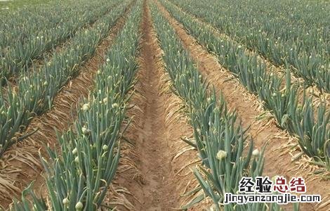 葱的高産四季栽培技术 葱的高産栽培技术