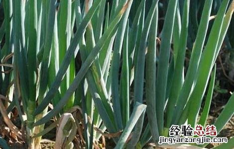 葱的高産四季栽培技术 葱的高産栽培技术