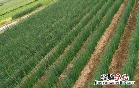 葱的高産四季栽培技术 葱的高産栽培技术