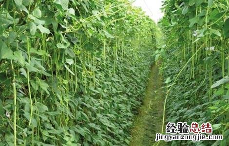 豆角结荚期的管理方法 豆角结荚期的管理
