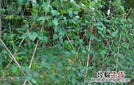豆角结荚期的管理方法 豆角结荚期的管理