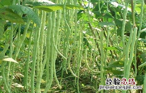 豆角结荚期的管理方法 豆角结荚期的管理