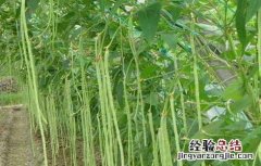 豆角结荚期的管理方法 豆角结荚期的管理