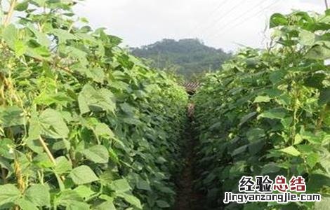 种植荷兰豆的日常管理 种植荷兰豆的日常管理方法
