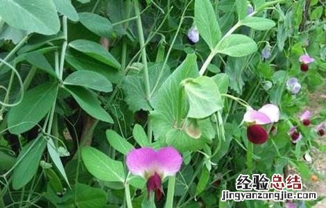种植荷兰豆的日常管理 种植荷兰豆的日常管理方法