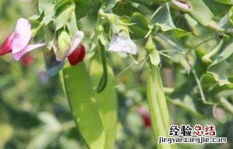 种植荷兰豆的日常管理 种植荷兰豆的日常管理方法