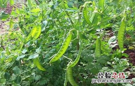 种植荷兰豆的日常管理 种植荷兰豆的日常管理方法