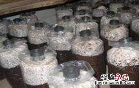 平菇不出菇的原因及解决方法 平菇发好菌不出菇什么原因