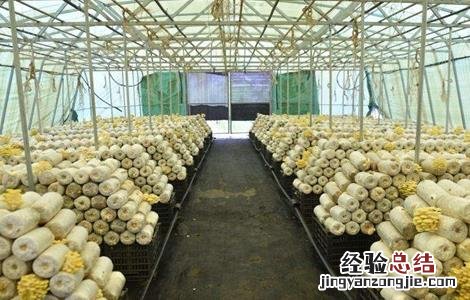 平菇不出菇的原因及解决方法 平菇发好菌不出菇什么原因