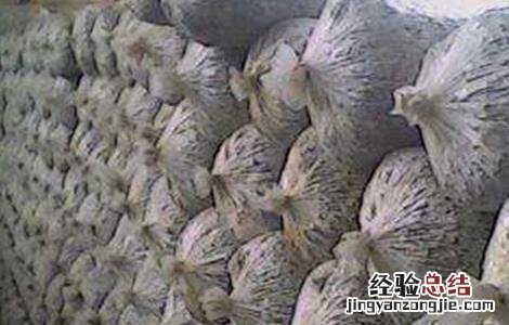 平菇不出菇的原因及解决方法 平菇发好菌不出菇什么原因