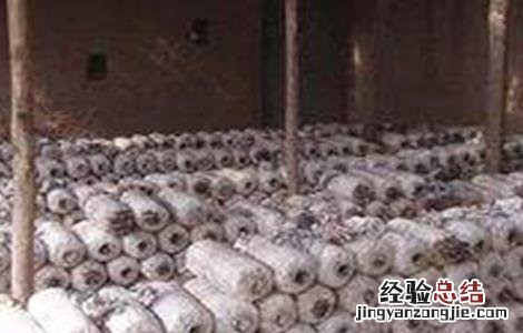平菇不出菇的原因及解决方法 平菇发好菌不出菇什么原因