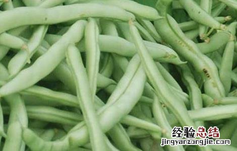 四季豆种植要点 四季豆种植的注意事项
