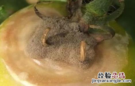 西紅柿主要病害特征及防治 秋季西紅柿的常见病害及防治