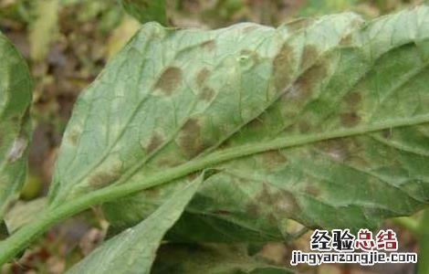 西紅柿主要病害特征及防治 秋季西紅柿的常见病害及防治