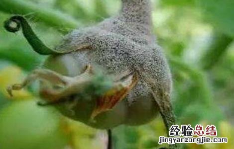 西紅柿主要病害特征及防治 秋季西紅柿的常见病害及防治