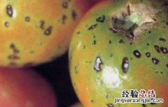 西红柿主要病害特征及防治 秋季西红柿的常见病害及防治