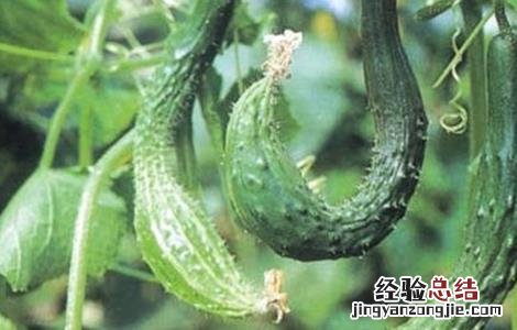 黄瓜畸形是怎么回事 黄瓜畸形怎么办