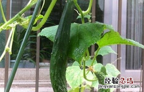 黄瓜畸形是怎么回事 黄瓜畸形怎么办