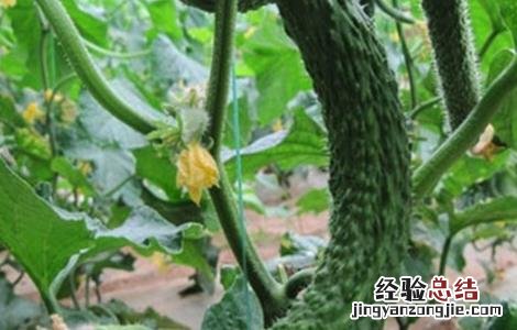 黄瓜畸形是怎么回事 黄瓜畸形怎么办