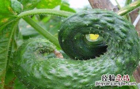 黄瓜畸形是怎么回事 黄瓜畸形怎么办