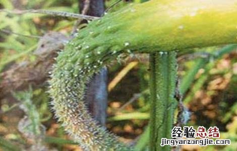 黄瓜畸形是怎么回事 黄瓜畸形怎么办