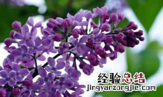 丁香花是什么的 丁香花是花吗