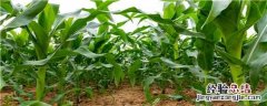 金苑玉z658玉米种简介 金苑玉z658玉米种子特征特性