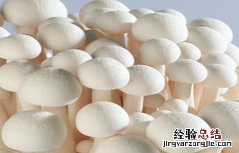白玉菇种植方式 白玉菇的种植前景