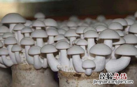 白玉菇种植方式 白玉菇的种植前景