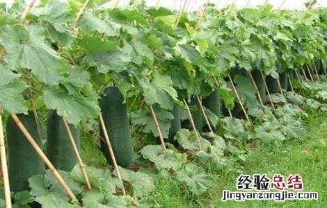 如何促进冬瓜早熟 如何促进冬瓜早熟的方法