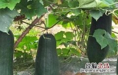 如何促进冬瓜早熟 如何促进冬瓜早熟的方法