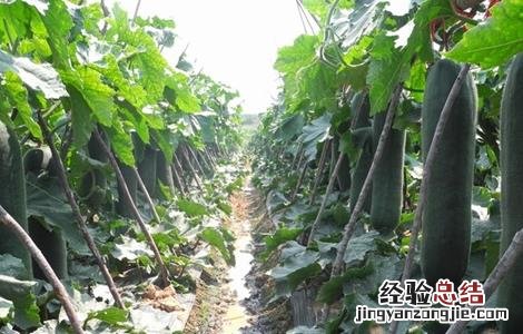 如何促进冬瓜早熟 如何促进冬瓜早熟的方法