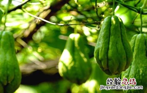 种植佛手瓜的注意事项和禁忌 种植佛手瓜的注意事项