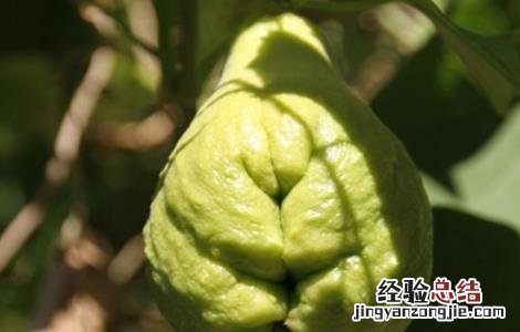 种植佛手瓜的注意事项和禁忌 种植佛手瓜的注意事项