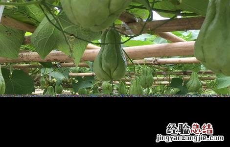 种植佛手瓜的注意事项和禁忌 种植佛手瓜的注意事项