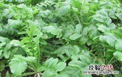 萝卜的田间管理技术有哪些 萝卜的田间管理技术