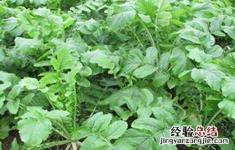 萝卜的田间管理技术有哪些 萝卜的田间管理技术