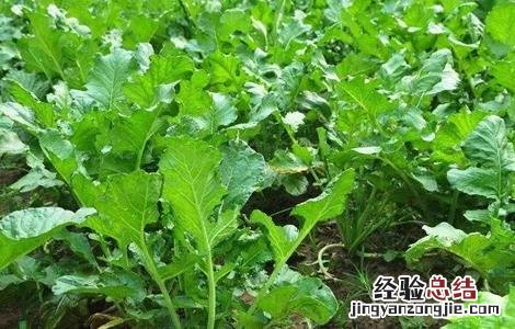 萝卜的田间管理技术有哪些 萝卜的田间管理技术