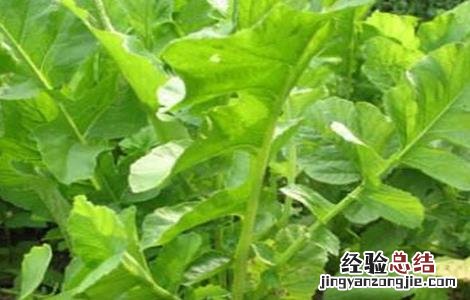 萝卜的田间管理技术有哪些 萝卜的田间管理技术
