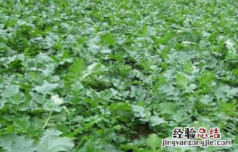 萝卜的田间管理技术有哪些 萝卜的田间管理技术