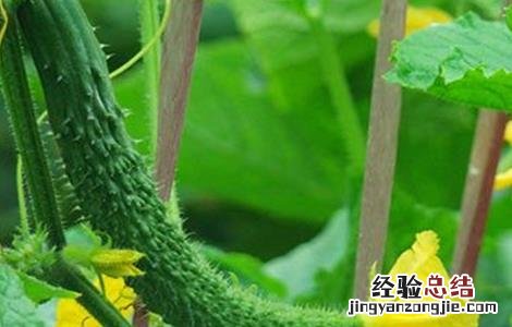 黄瓜衰老的表现 黄瓜早衰的原因