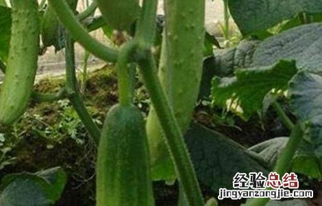 黄瓜衰老的表现 黄瓜早衰的原因