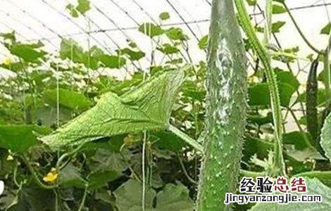 黄瓜衰老的表现 黄瓜早衰的原因