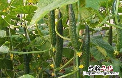 黄瓜衰老的表现 黄瓜早衰的原因