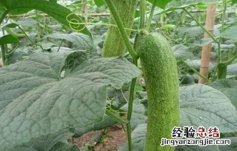 黄瓜衰老的表现 黄瓜早衰的原因