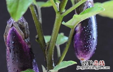 设施茄子栽培技术 夏季茄子无公害栽培技术