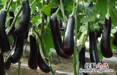 设施茄子栽培技术 夏季茄子无公害栽培技术