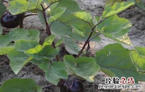 设施茄子栽培技术 夏季茄子无公害栽培技术