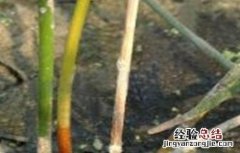 荸荠病虫害防治方法 荸荠病虫害防治方法图片