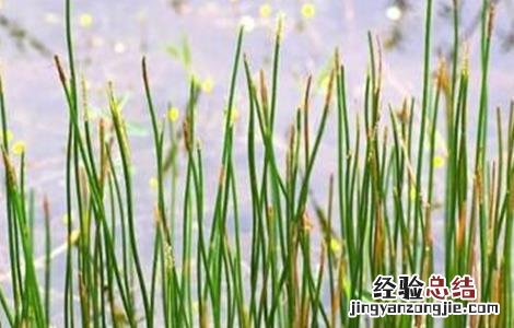 荸荠病虫害防治方法 荸荠病虫害防治方法图片